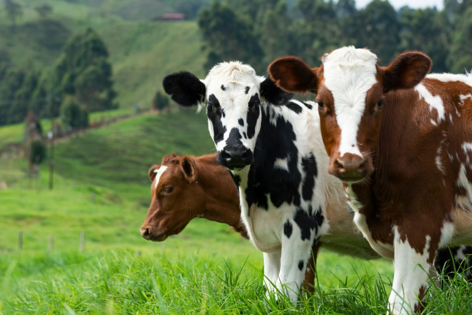 Cattle farming and European sanitary requirements