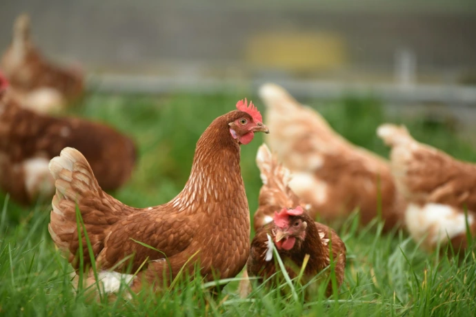 Poultry farming and veterinary checks on import