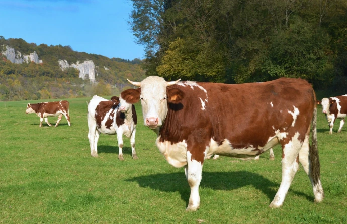 Cattle farming and European sanitary requirements