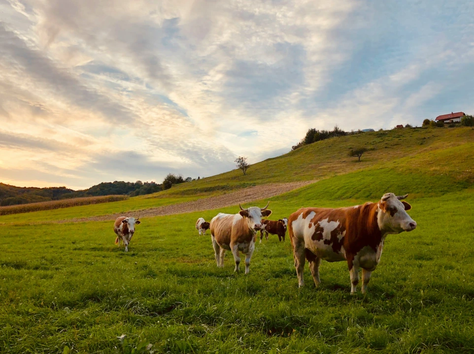 Allevamento bovino e controlli all'importazione di prodotti agroalimentari