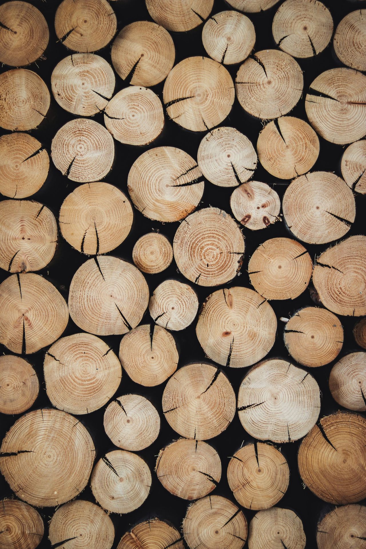 Troncos de madera sujetos al reglamento europeo contra la deforestación