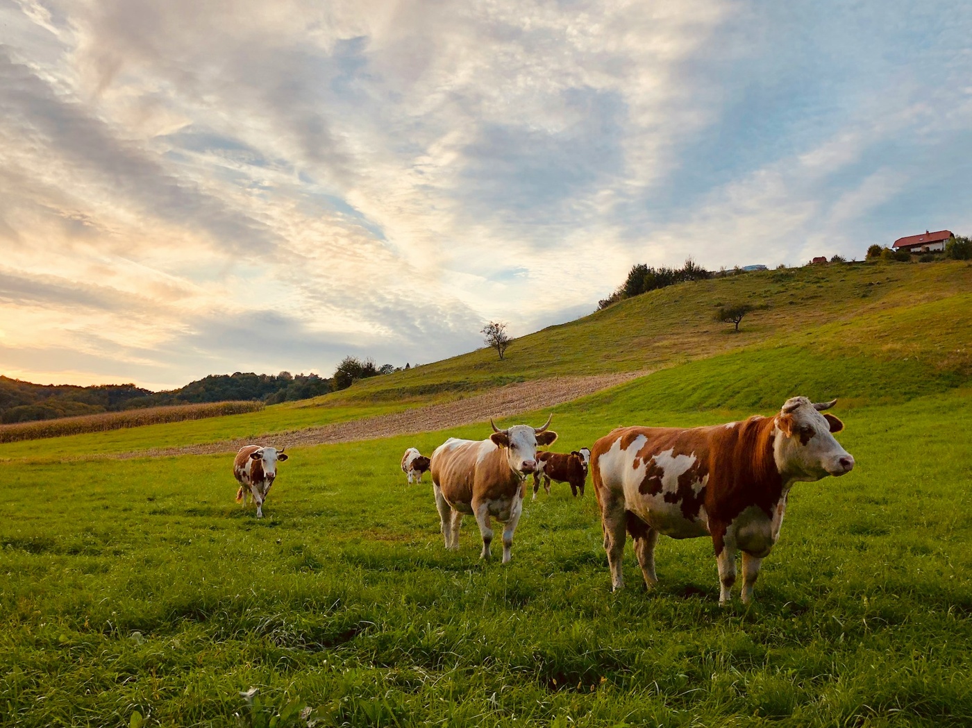 Ganadería bovina y controles en la importación de productos agroalimentarios