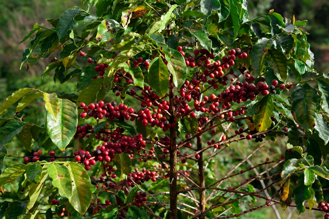 Caféier chargé de cerises de café au Brésil
