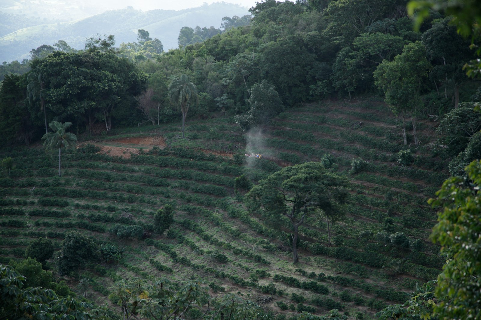 Café soumis au règlement européen contre la déforestation