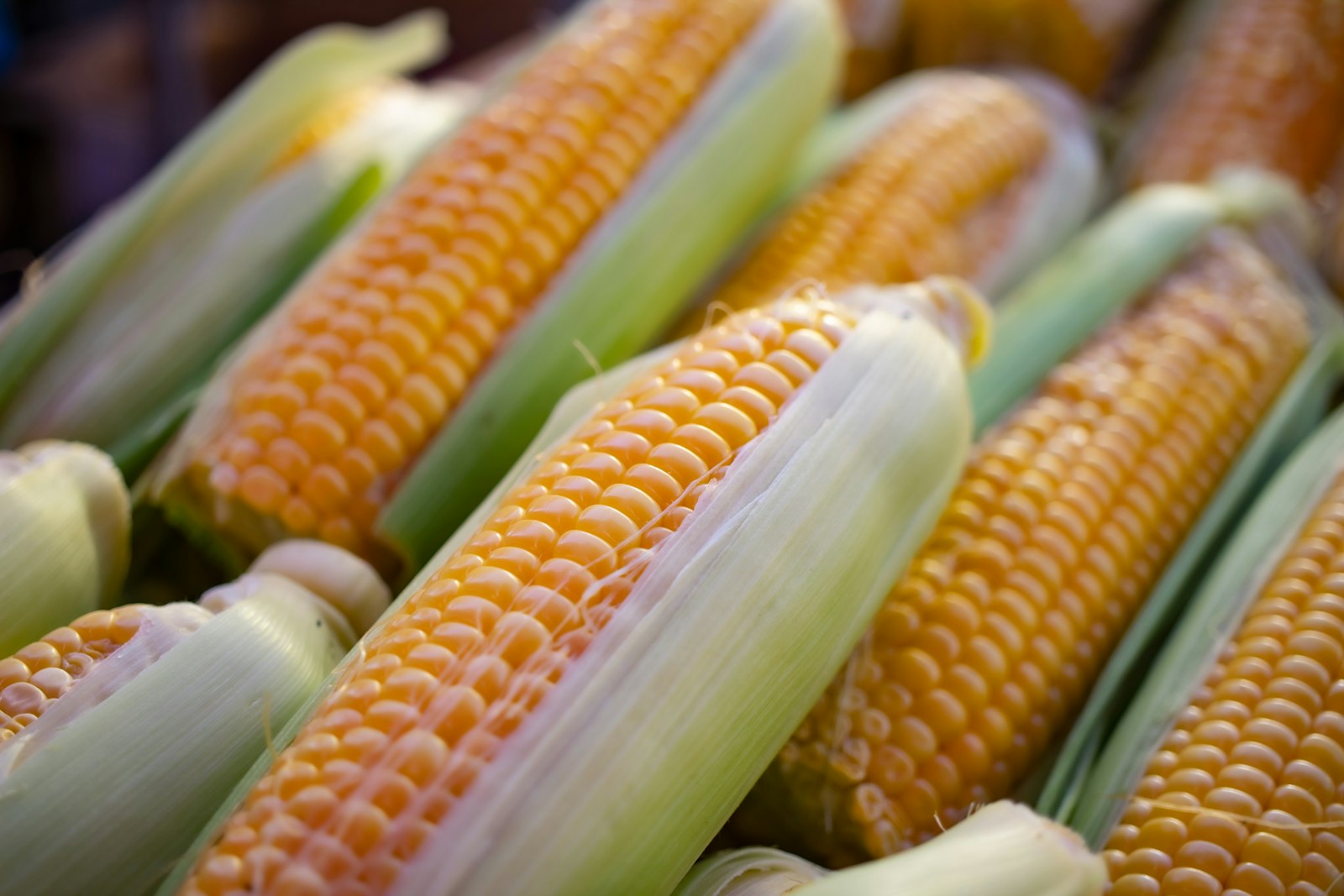 Maïs et céréales soumis aux contrôles phytosanitaires