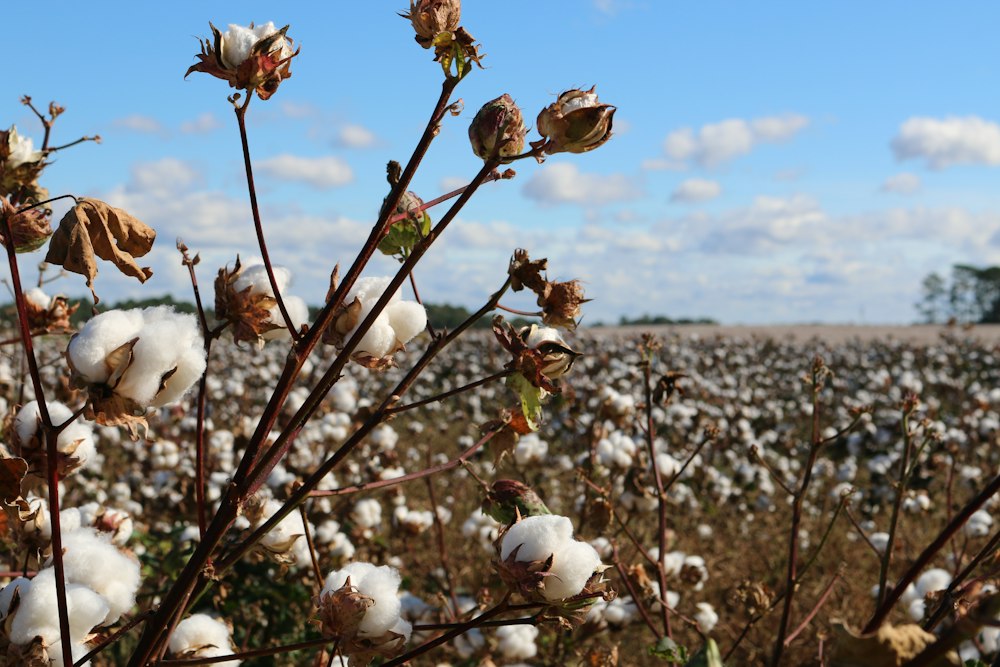 Cotton field, the first link in the supply chain